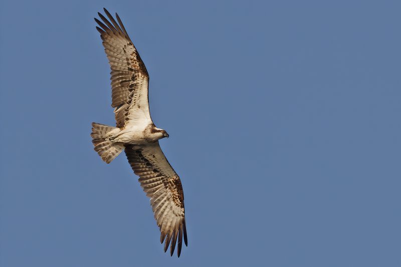 Osprey (Pandion haliaetus)