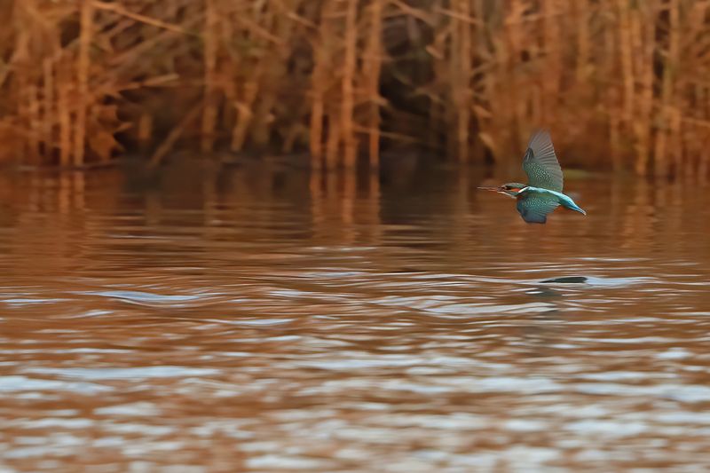 Kingfisher (Alcedo atthis)