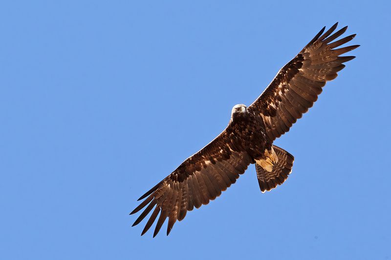 Eastern Imperial Eagle (Aquila heliaca)