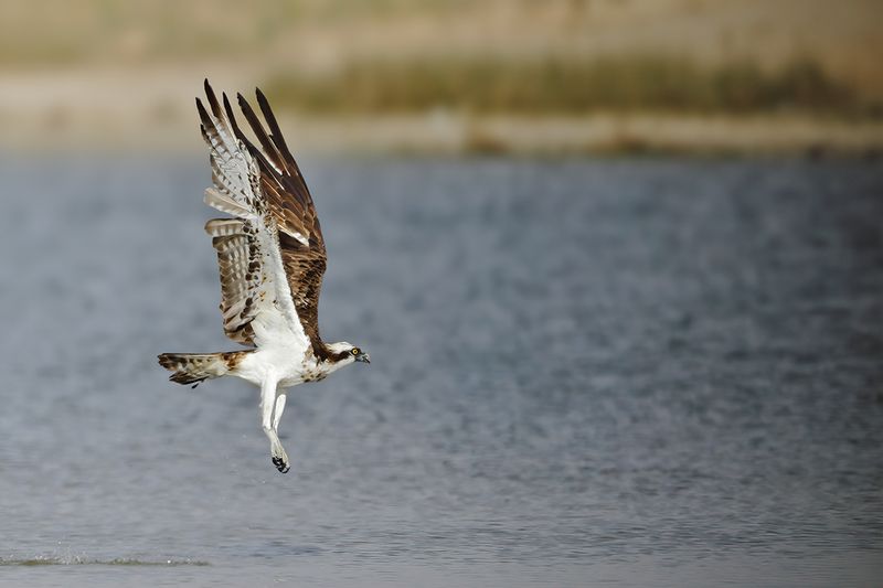 Osprey (Pandion haliaetus) 
