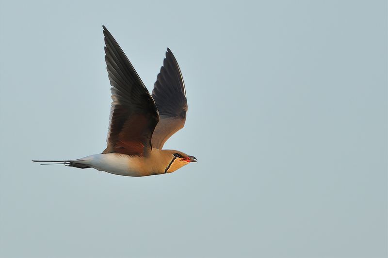 Collared pratincole (Glareola pratincola) 