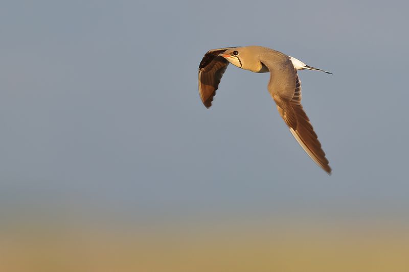 Collared pratincole (Glareola pratincola)
