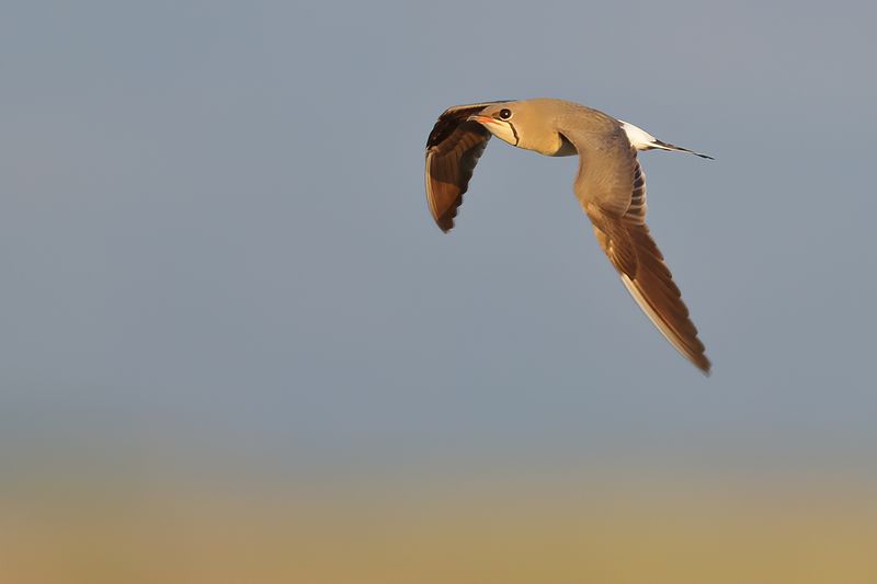 Collared pratincole (Glareola pratincola) 