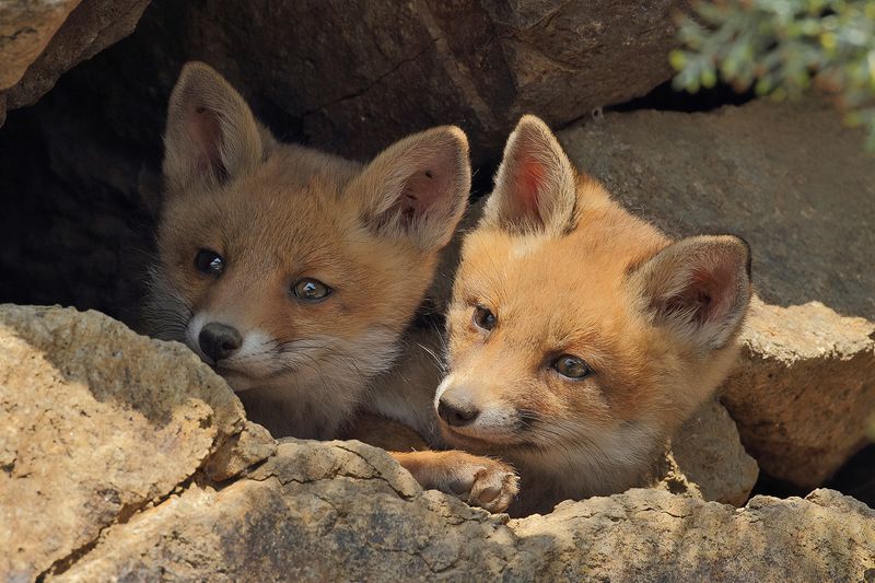 Eurasian Red Fox -  (Vulpes vulpes crucigera)