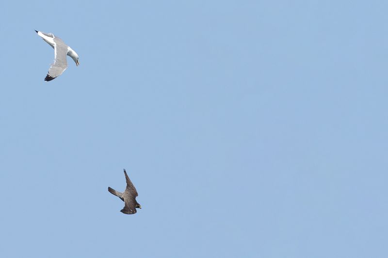 Peregrine Falcon (Falco peregrinus)