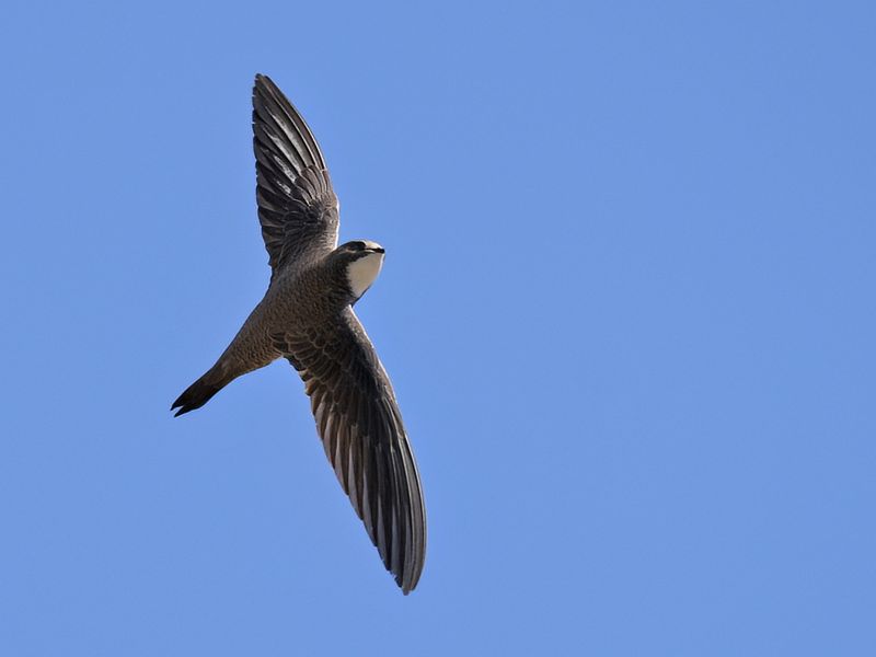 Alpine Swift (Tachymarptis melba)