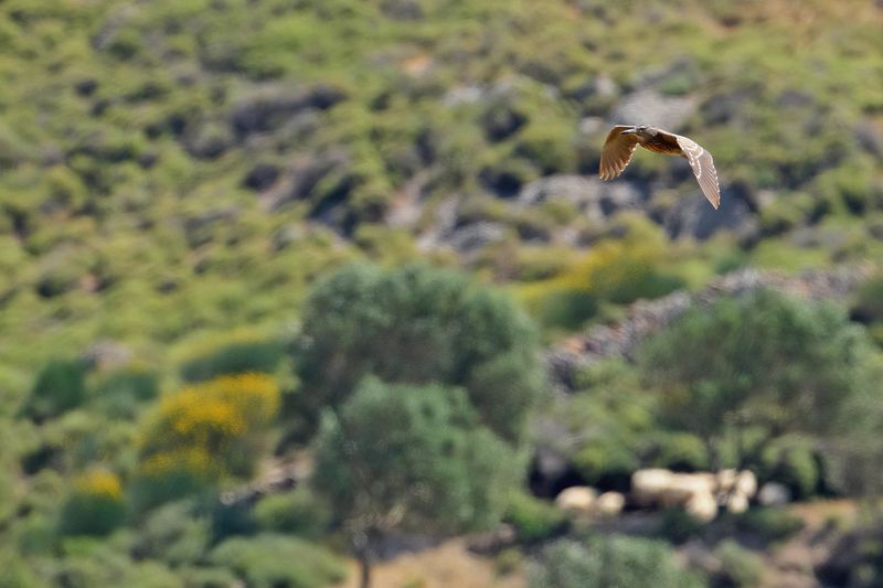 Black-crowned Night Heron ( Nycticorax nycticorax)