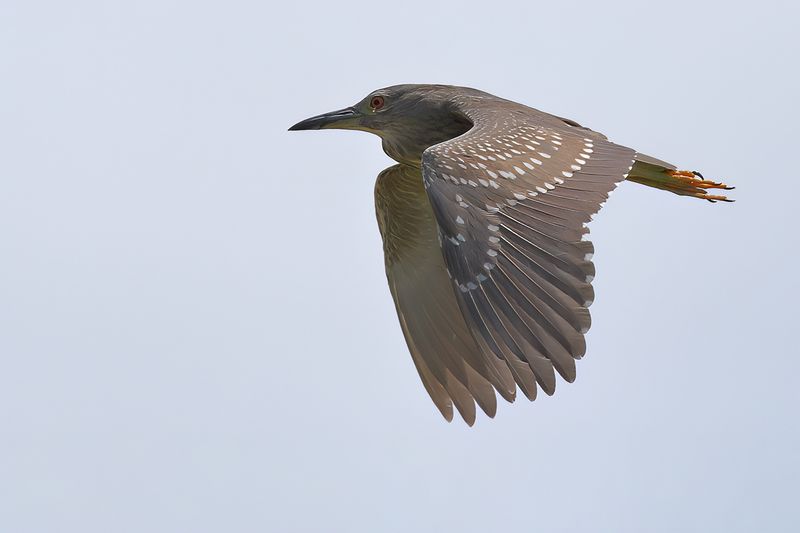 Black-crowned Night Heron ( Nycticorax nycticorax)