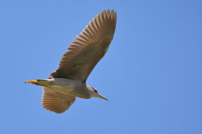 Black-crowned Night Heron ( Nycticorax nycticorax)