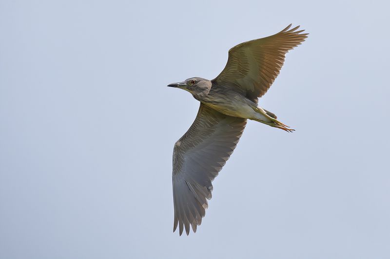 Black-crowned Night Heron ( Nycticorax nycticorax)