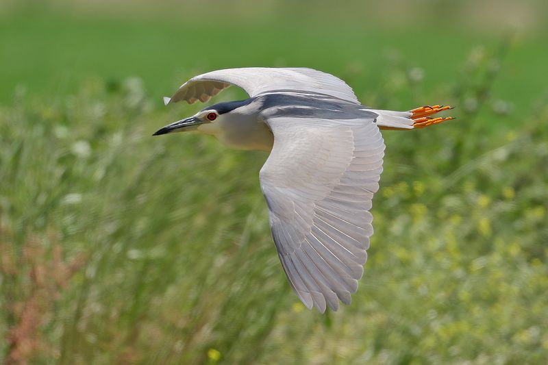 Black-crowned Night Heron ( Nycticorax nycticorax)