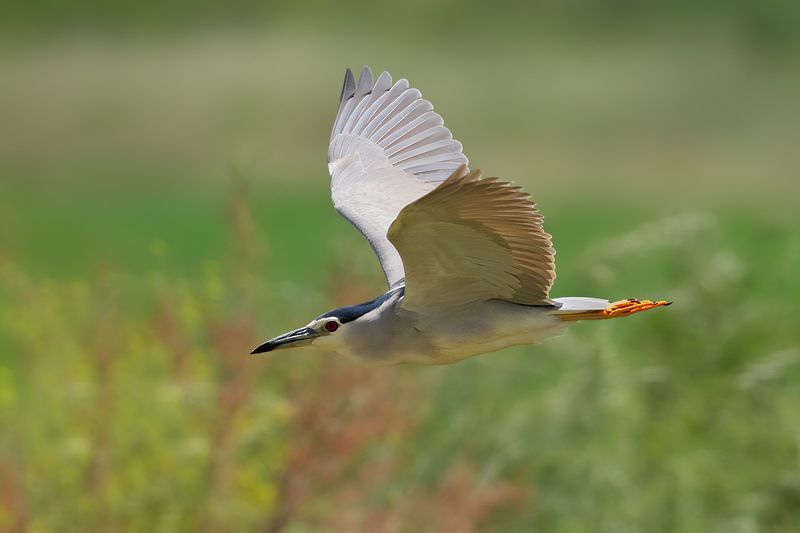 Black-crowned Night Heron ( Nycticorax nycticorax)