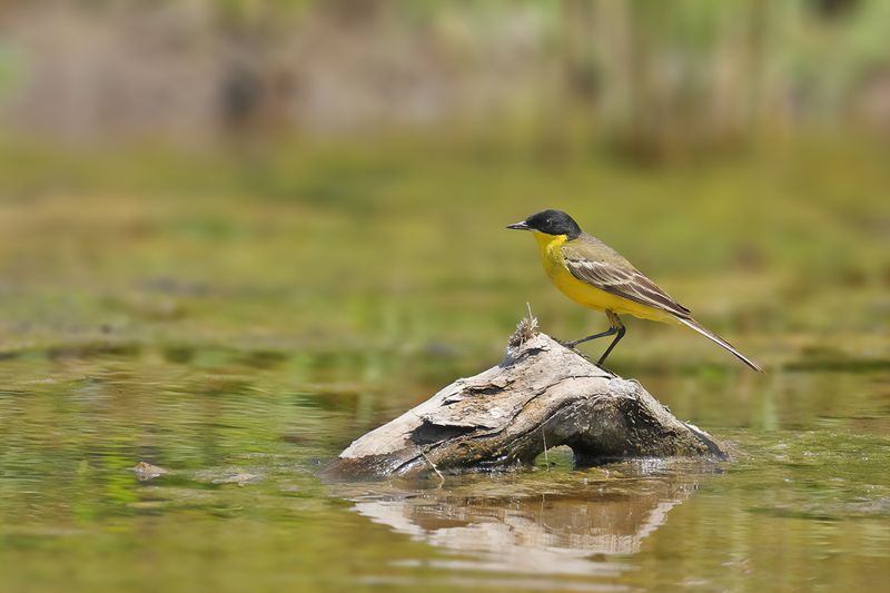  Black-headed Wagtail (Motacilla flava ssp feldegg)