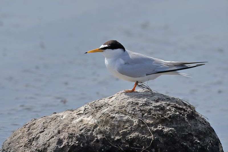 Little Tern (Sternula albifrons)