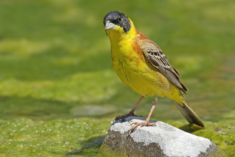 Black-headed Bunting (Emberiza melanocephala)