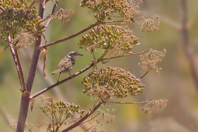 Barred warbler (Curruca nisoria) 