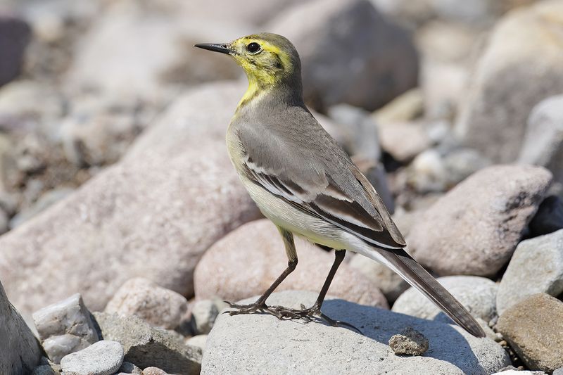 Citrine Wagtail (Motacilla citreola)