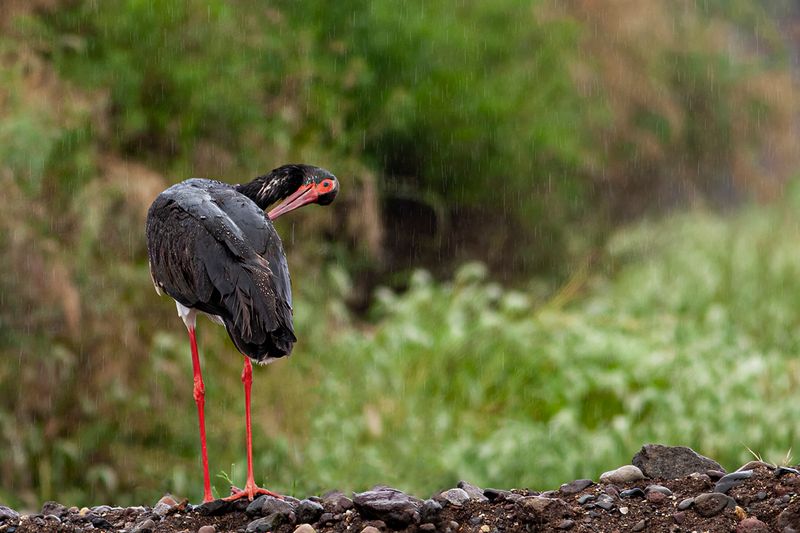 Black Stork  (Ciconia nigra)