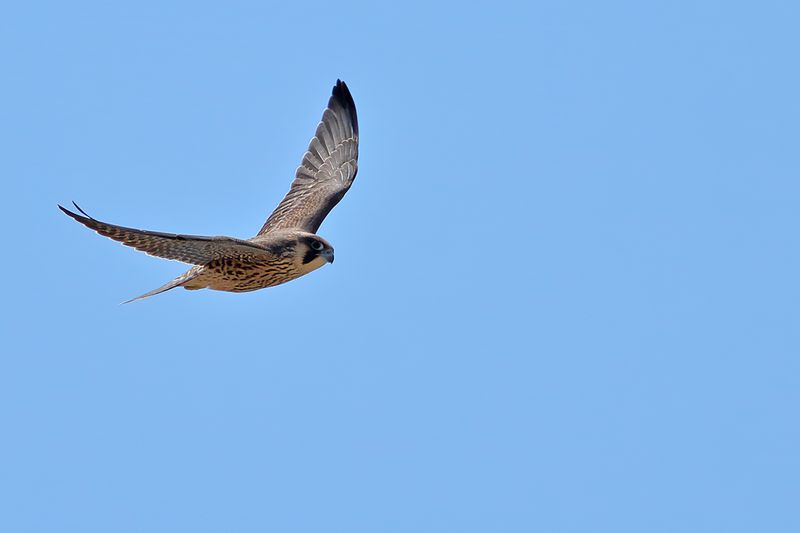 Peregrine Falcon (Falco peregrinus)