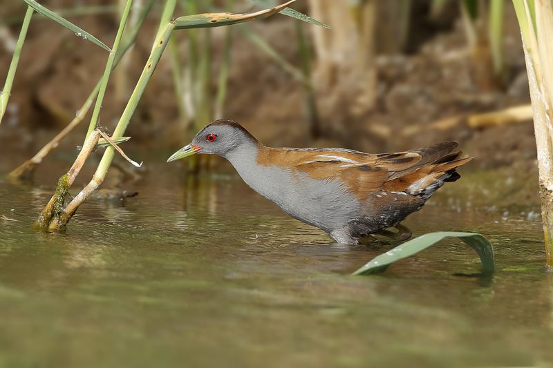 Little Crake (Zapornia parva) 