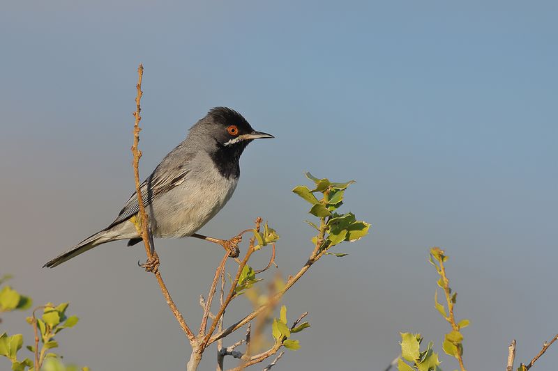Rüppell's Warbler (Sylvia rueppelli) 