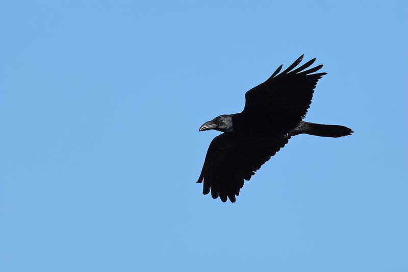 Northern Raven (Corvus corax)