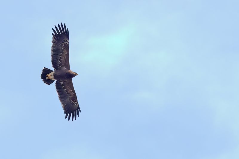 Lesser Spotted Eagle (Clanga pomarina)