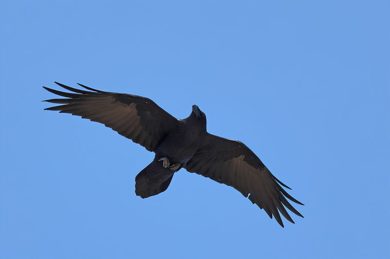 Northern Raven (Corvus corax)