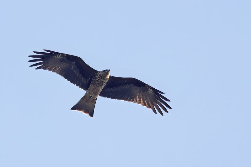 Black Kite  (Milvus migrans)
