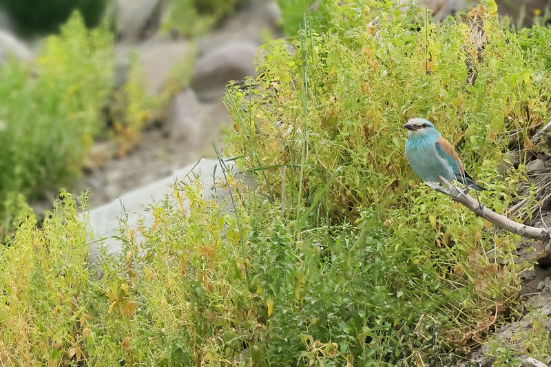 European Roller (Coracias garrulus)