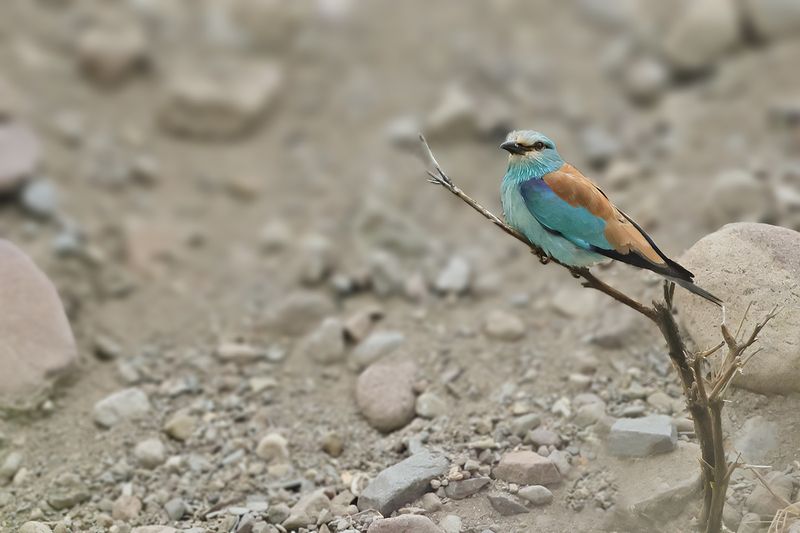 European Roller (Coracias garrulus)