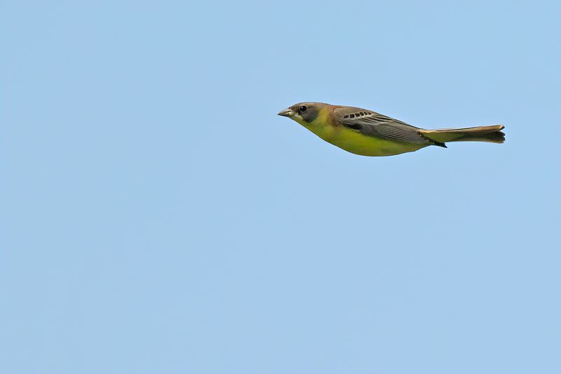 Black-headed Bunting (Emberiza melanocephala)