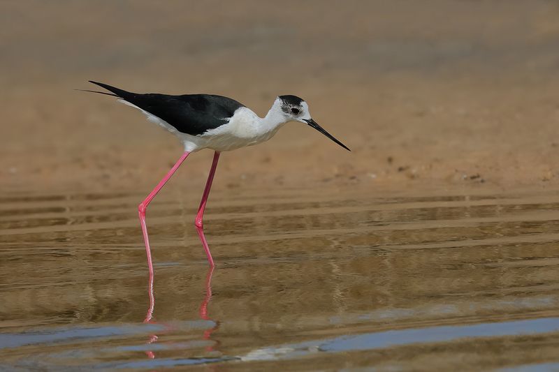 Black-winged Stilt (Himantopus himantopus)