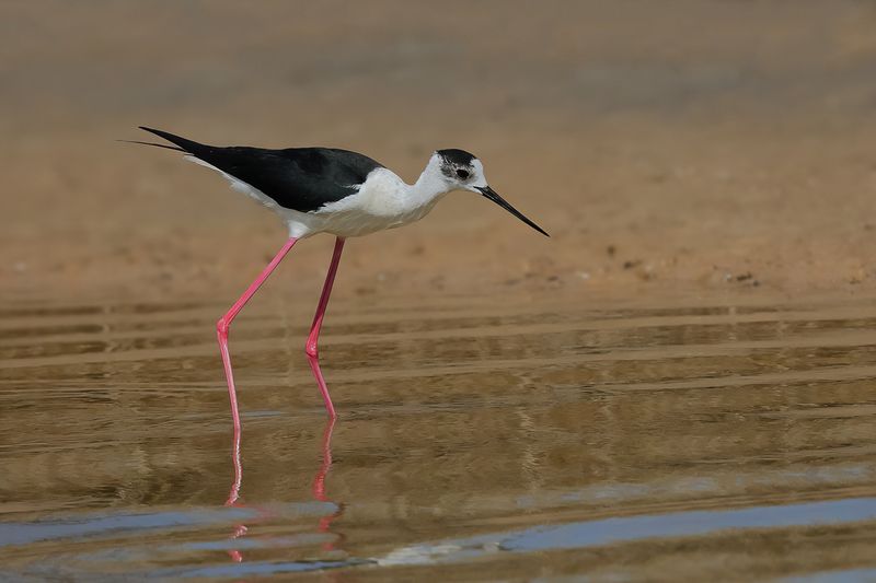 Black-winged Stilt (Himantopus himantopus) 