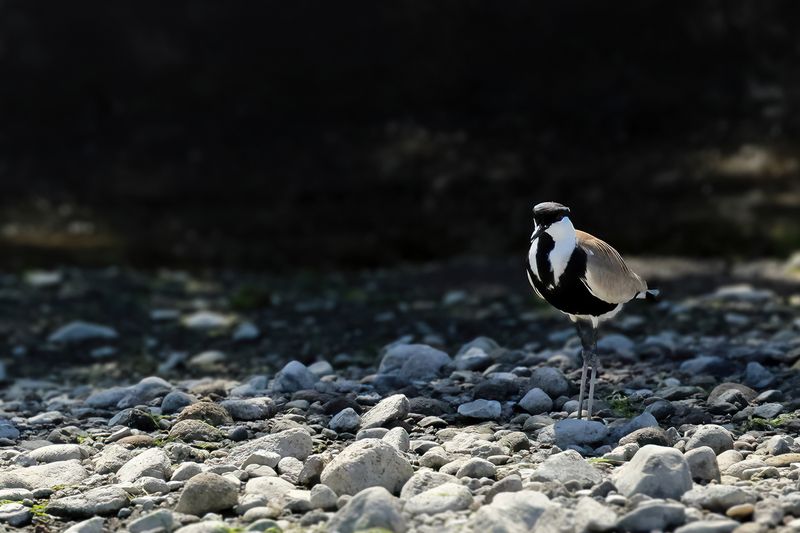 Gallery Spur-winged Plover