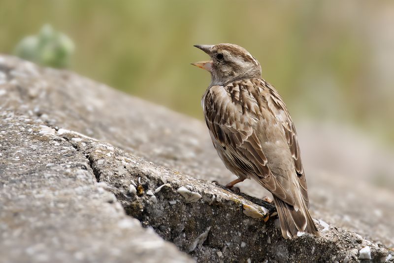 Rock Sparrow (Petronia petronia)