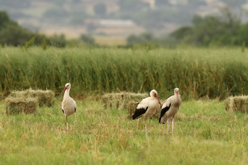 White Stork (Ciconia ciconia)