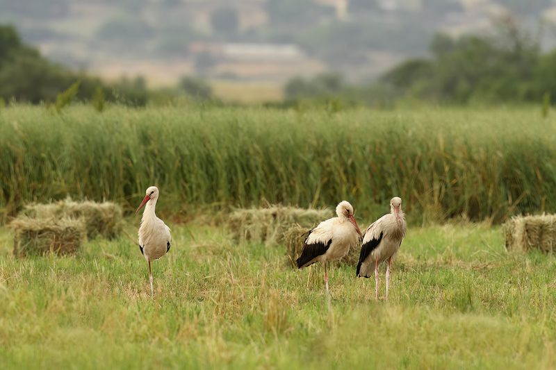 White Stork (Ciconia ciconia) 