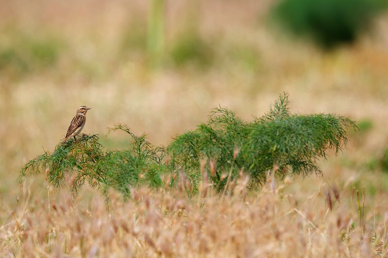 Whinchat (Saxicola rubetra)