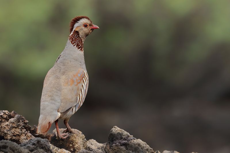 Barbary partridge (Alectoris barbara)