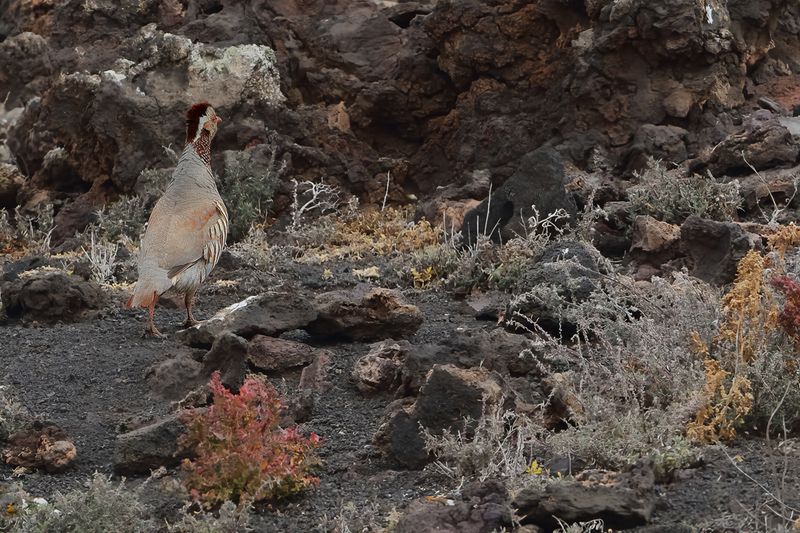 Barbary partridge (Alectoris barbara)