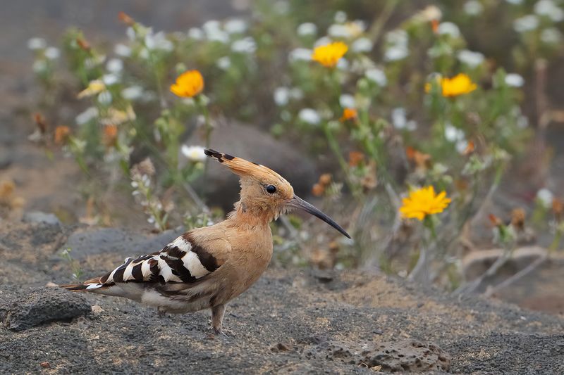 Hoopoe (Upupa epops)