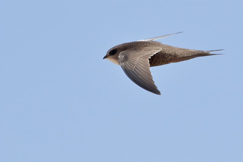 Pallid Swift  (Apus pallidus)