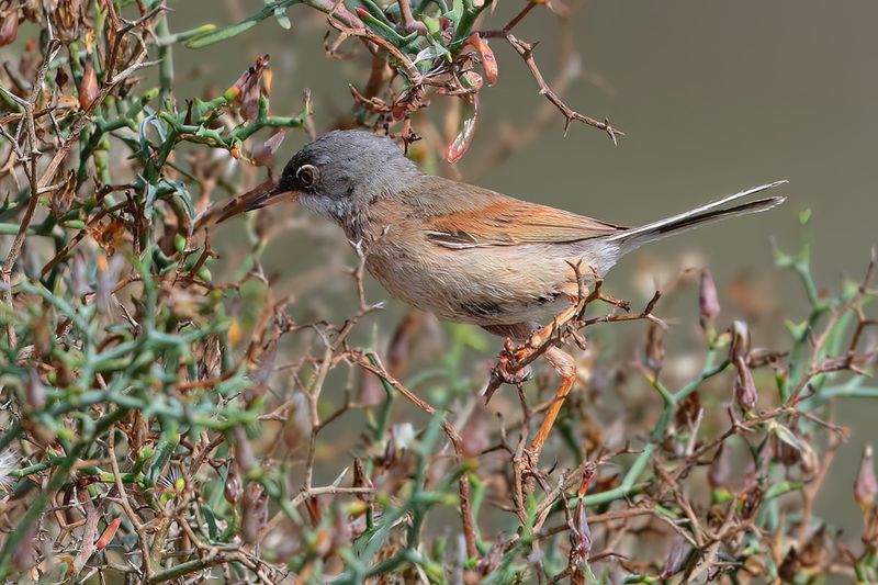 Spectacled Warbler (Sylvia conspicillata)