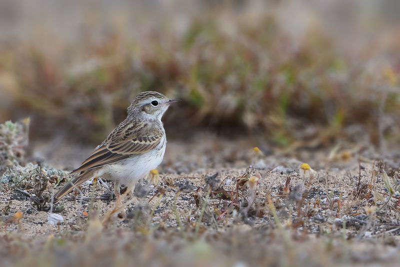 Berthelot's pipit (Anthus berthelotii)