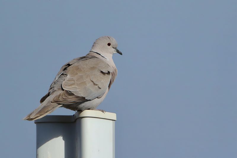 Eurasian Collared Dove (Streptopelia decaocto)