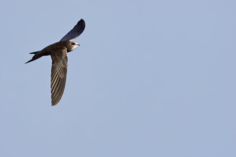 Pallid Swift  (Apus pallidus)