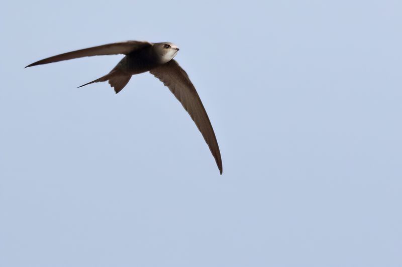 Pallid Swift (Apus pallidus)