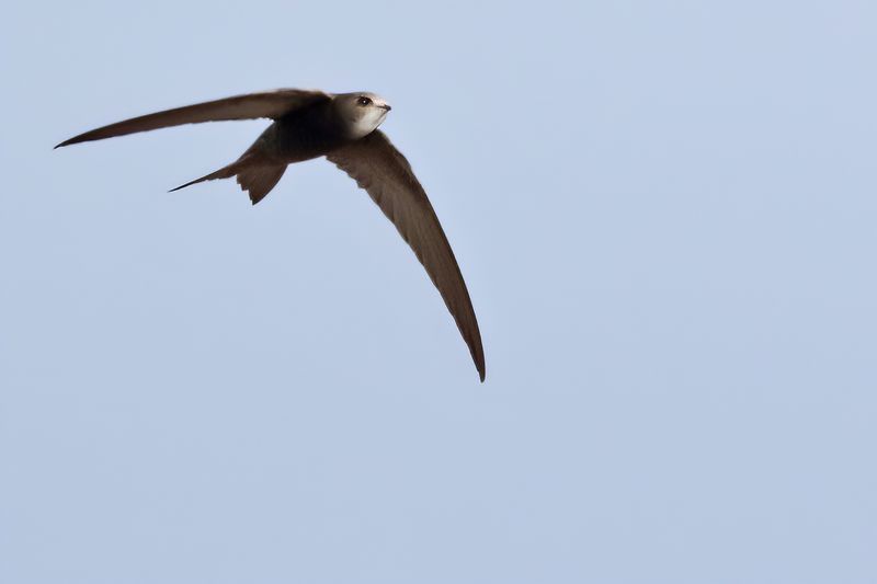 Pallid Swift  (Apus pallidus)