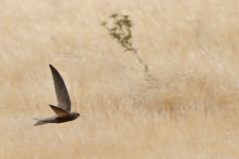 Plain Swift (Apus unicolor)